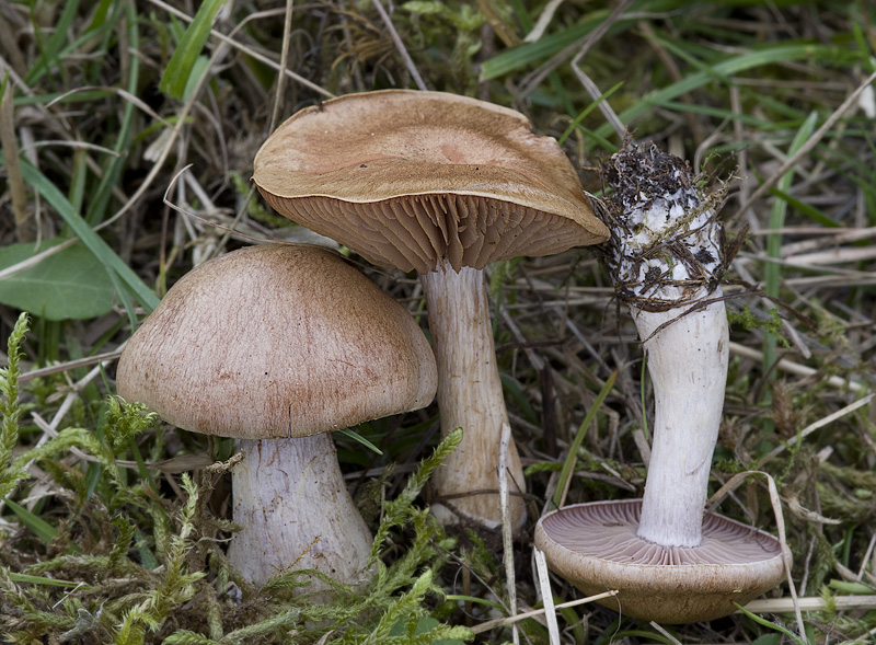 Cortinarius tabularis